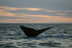 Wal Schwanz Fluke, Patagonien, Argentinien foto