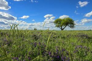 Frühling Jahreszeit Landschaft, la Pampa foto