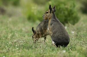 patagonisch Cavi, Patagonien Mara, Halbinsel Valdes, Patagonien , Argentinien foto