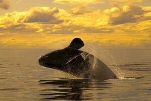 richtig Wal Springen, Halbinsel Valdes, Patagonien , Argentinien foto