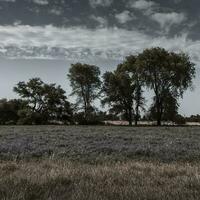 blühte Feld im Sommer- Zeit Landschaft, la Pampa Provinz, Patagonien, , Argentinien. foto