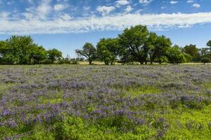 blühte Feld im Sommer- Zeit Landschaft, la Pampa Provinz, Patagonien, , Argentinien. foto