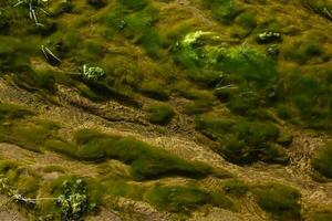 Grün Algen im Wasser- Umgebung , Patagonien, Argentinien. foto