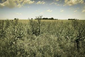 blumig Sommer- Landschaft foto