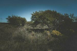 blumig Jahrgang Landschaft foto