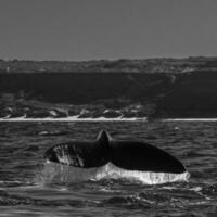 sohutern richtig Wal Schwanz, Halbinsel Valdes, Chubut, Patagonien, Argentinien foto