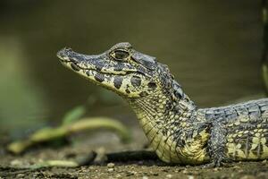 breit schnauzte Kaiman, Kaiman latirostris Baby, Pantanal, mato Grosso, Brasilien. foto