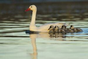 coscoroba Schwan mit cygnets Schwimmen im ein Lagune , la Pampa Provinz, Patagonien, Argentinien. foto