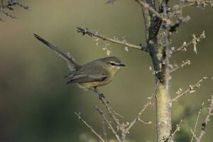 größer Bachstelze Tyrann, caldn Wald, la Pampa, Argentinien foto