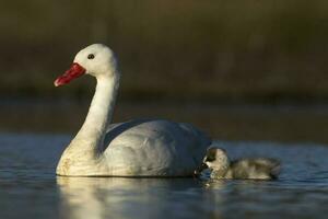 coscoroba Schwan mit cygnets Schwimmen im ein Lagune , la Pampa Provinz, Patagonien, Argentinien. foto