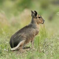 patagonisch Cavi im Pampas Wiese Umfeld, la Pampa Provinz, , Patagonien , Argentinien foto