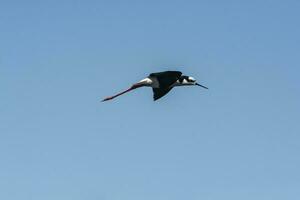 Süd- Stelze, Himantopus melanurus im Flug, la Pampa Provinz, Patagonien, Argentinien foto