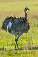 ein Emu ist Gehen im ein Feld foto