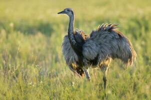 ein Emu ist Gehen im ein Feld foto