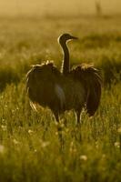 ein Emu ist Gehen im ein Feld foto