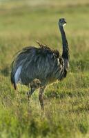 ein Emu ist Gehen im ein Feld foto