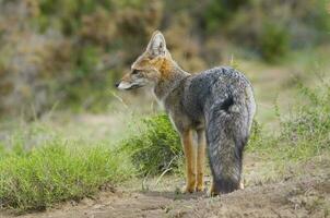 ein grau Fuchs im das Gras foto