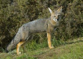 ein grau Fuchs im das Gras foto