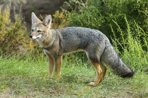 ein grau Fuchs im das Gras foto