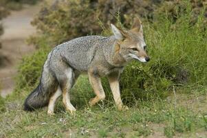 ein grau Fuchs im das Gras foto