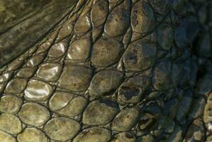 ein schließen oben Haut von ein Alligator foto