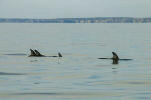 Delfine im das Wasser von Patagonien foto