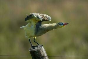 ein Vogel mit lange Beine Stehen auf ein hölzern Post foto