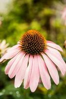 schön Gänseblümchen wachsend im das Garten. Gartenarbeit Konzept, Nahansicht. das Blume ist bestäubt durch ein Hummel. foto