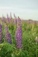 Fotos von Lupine Blumen im Natur