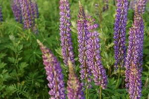 Fotos von Lupine Blumen im Natur