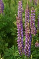 Fotos von Lupine Blumen im Natur