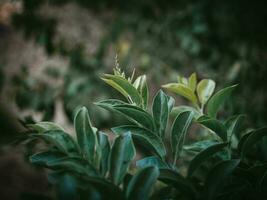 launisch Grün Blätter von golden Tautropfen Pflanze. foto