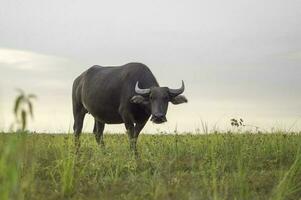 ein groß Büffel Stehen im ein Feld von hoch Gras foto