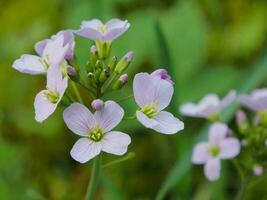 ein Makro Schuss von etwas Blattlaus, beim das Center von ein Kuckuck Blume, ein Nahansicht von das Licht Rosa, farbig Blume von Mayflower, oder Melkerin, Natur Hintergrund foto