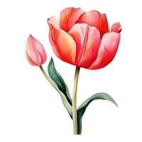 Aquarell Tulpe Blume isoliert foto