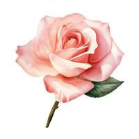 Aquarell Rose Blume isoliert foto