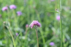 schöne Blumen im Garten foto