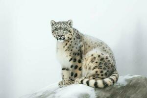 Schnee Leopard Winter. generieren ai foto