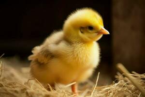 flauschige Gelb Küken Vogel. generieren ai foto