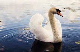 Schwan auf das See einer anmutig Weiß foto