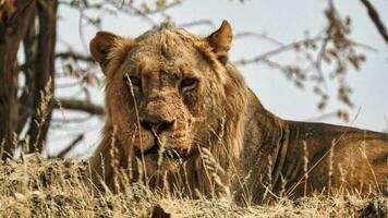 jung Löwe ruht im das Gelb Gras im das namibian Savanne foto