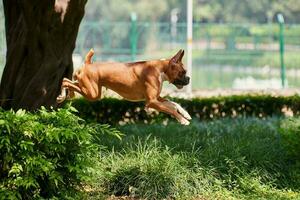 Boxer Hund Springen Über Grün Busch im Öffentlichkeit Park, draussen Gehen mit Erwachsene Haustier foto