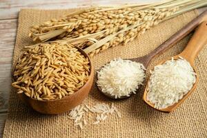 Jasmin Weiß Reis mit Gold Korn von Landwirtschaft Bauernhof. foto