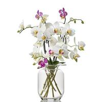 ein tropisch Strauß von Orchideen Blumen, isoliert auf Weiß Hintergrund, im ein schön und elegant botanisch Illustration, ai generiert foto