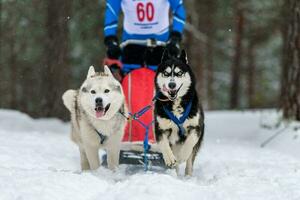 Schlittenhunderennen. Husky-Schlittenhundegespann im Geschirrlauf und Zughundefahrer. Wintersport-Meisterschaftswettbewerb. foto