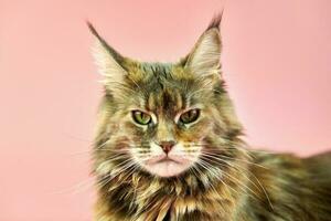 Maine-Coon-Katze, Schildpatt-Fellfarbe. foto