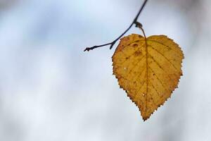 Herbstblatt auf Ast, Kopierraum foto