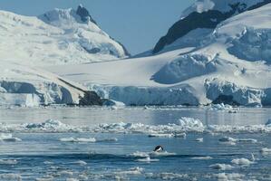 Adelie Pinguin Schweinswal, Paradies Bucht , Antarktis Halbinsel, Antarktis.. foto