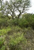 calden Wald Landschaft, geoffraea decorticans Pflanzen, la Pampa Provinz, Patagonien, Argentinien. foto