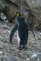 Kaiser Pinguin, Aptenodytes Forsteri, im Hafen Lockroy, goudiger Insel, Antarktis. foto